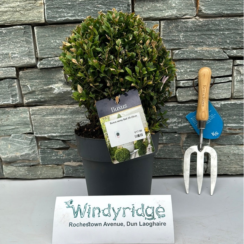 Buxus semp Ball 20-25cm