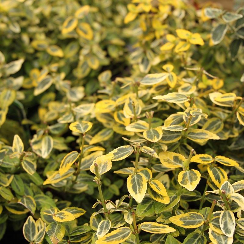 EUONYMUS F. EMERALD N GOLD