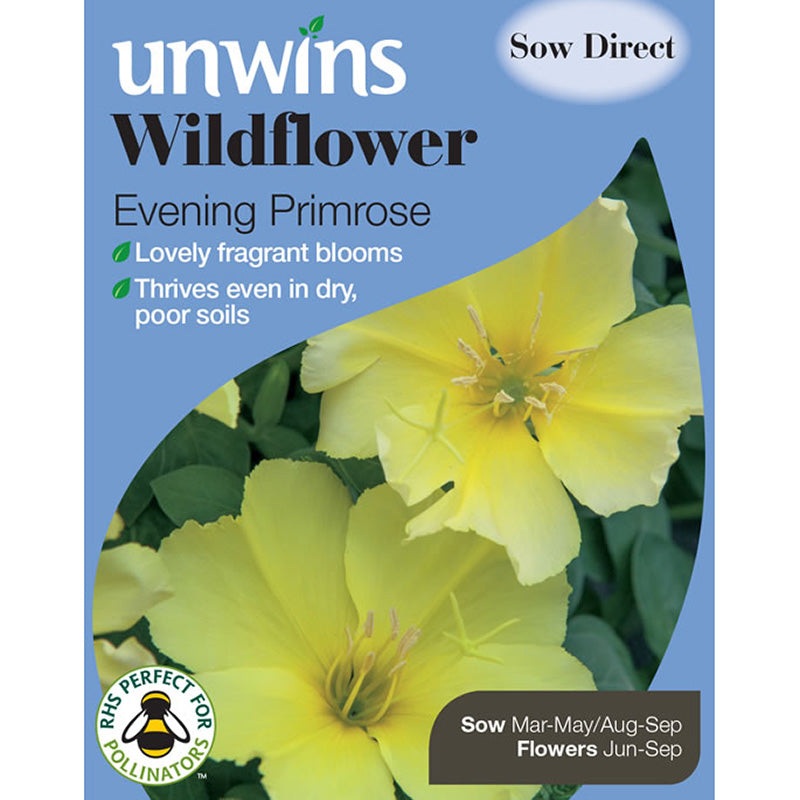 Evening Primrose Classic Yello