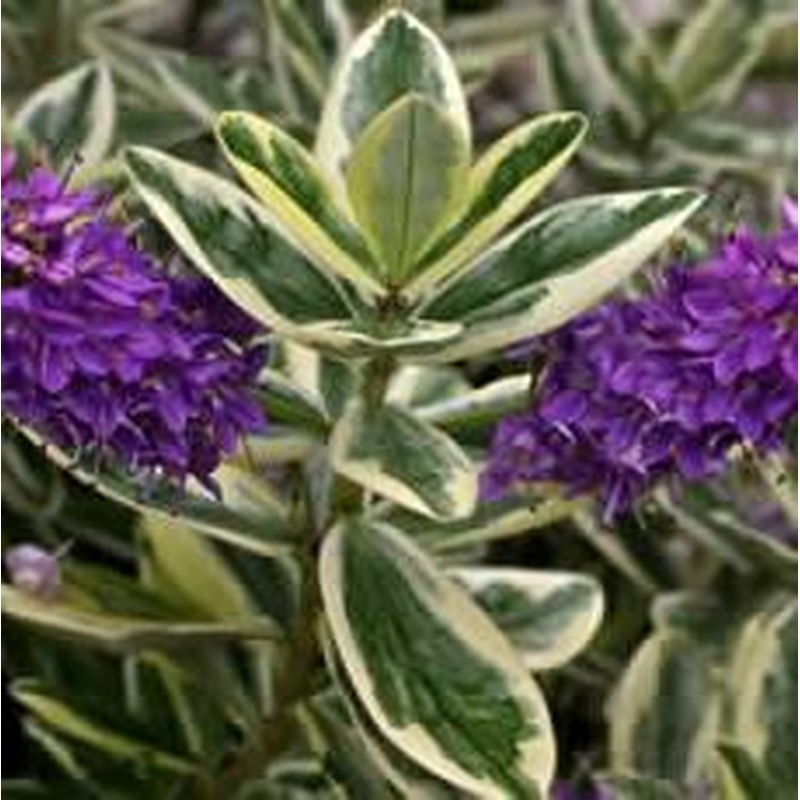 HEBE elliptica Variegata