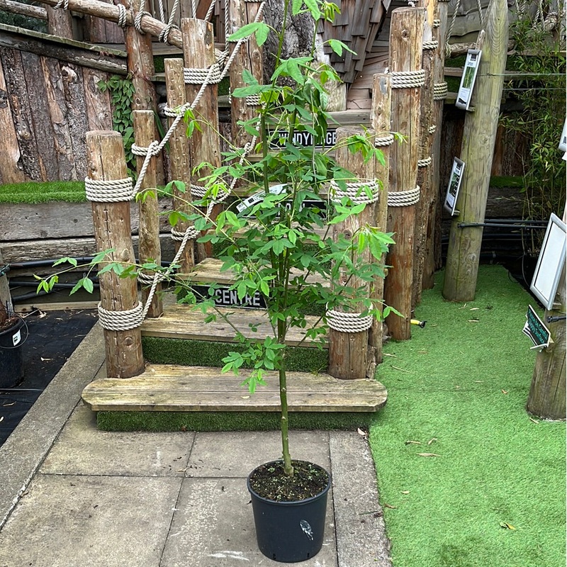 LABURNUM WATERII VOSSII