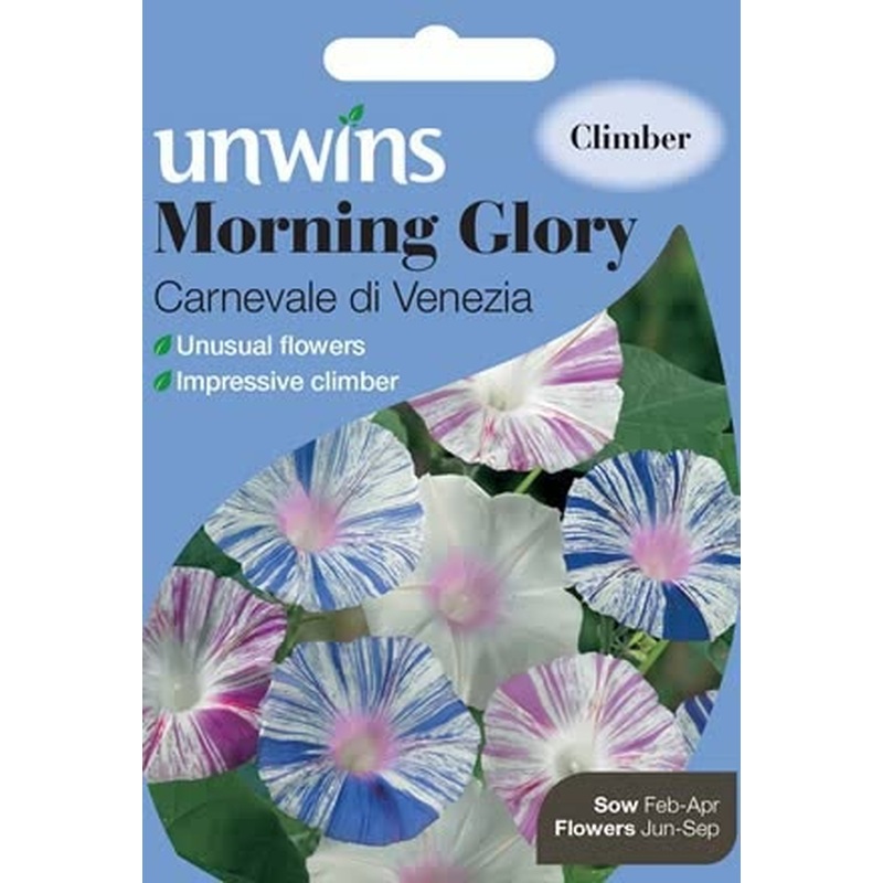 Morning Glory Carnevale di Ven