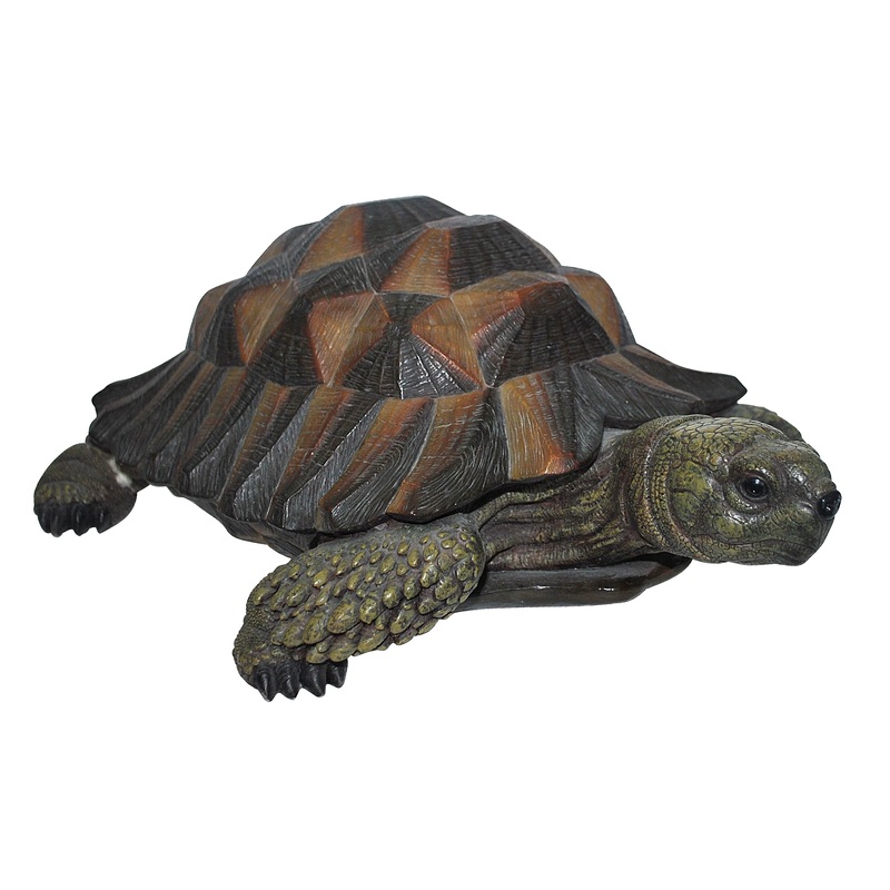 N Friends Tortoise F