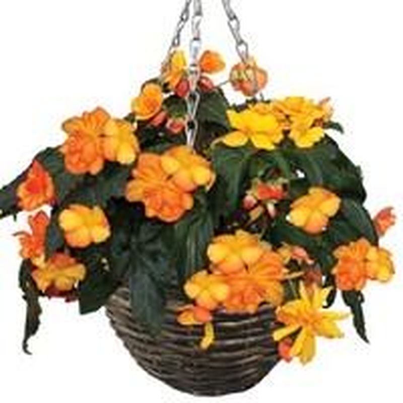 Summer Wicker Baskets