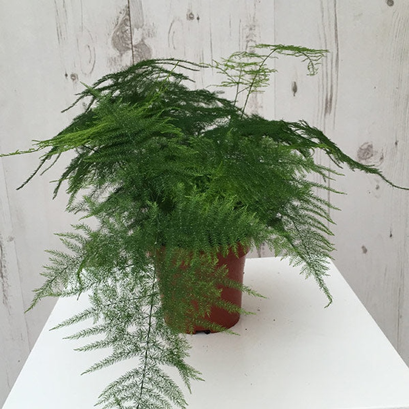 Asparagus Fern Asparagus Setaceus (12cm Pot)