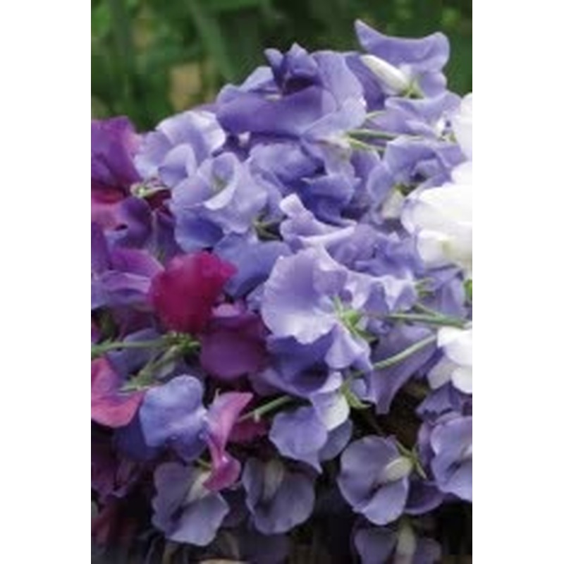 Sweet Pea Misty Mountains