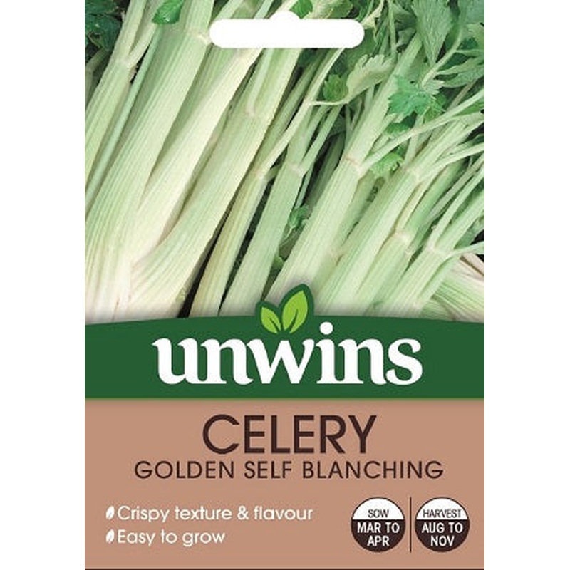 Celery Golden Self Blanching