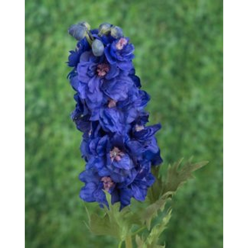 Delphinum Double-Dark Blue