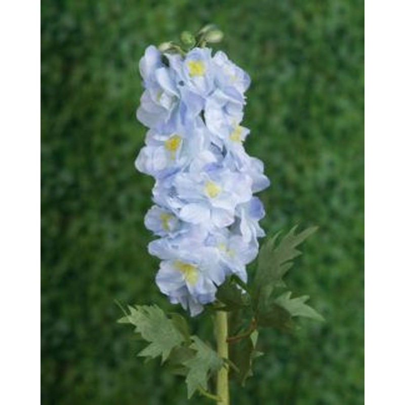 Delphinum Double-Light Blue