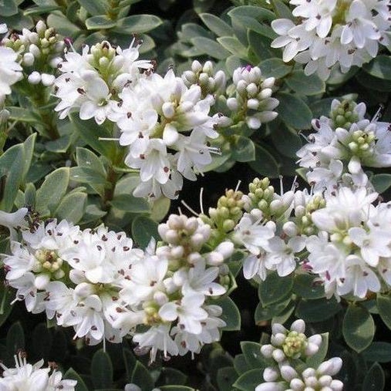 HEBE pinguifolia Pagei