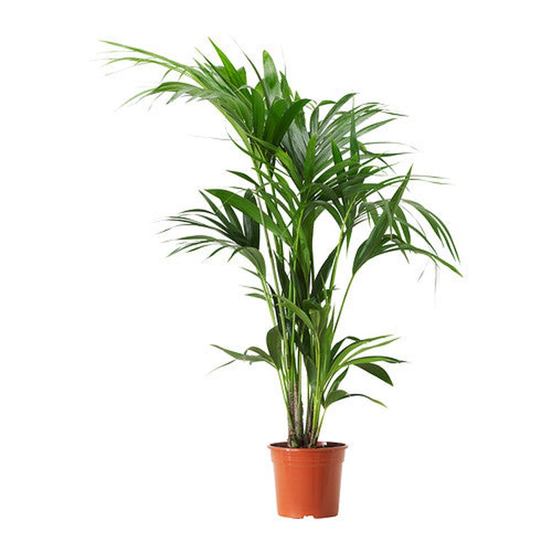 Howea forsteriana  P24  130 CM