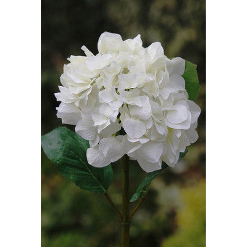 Hydrangea White