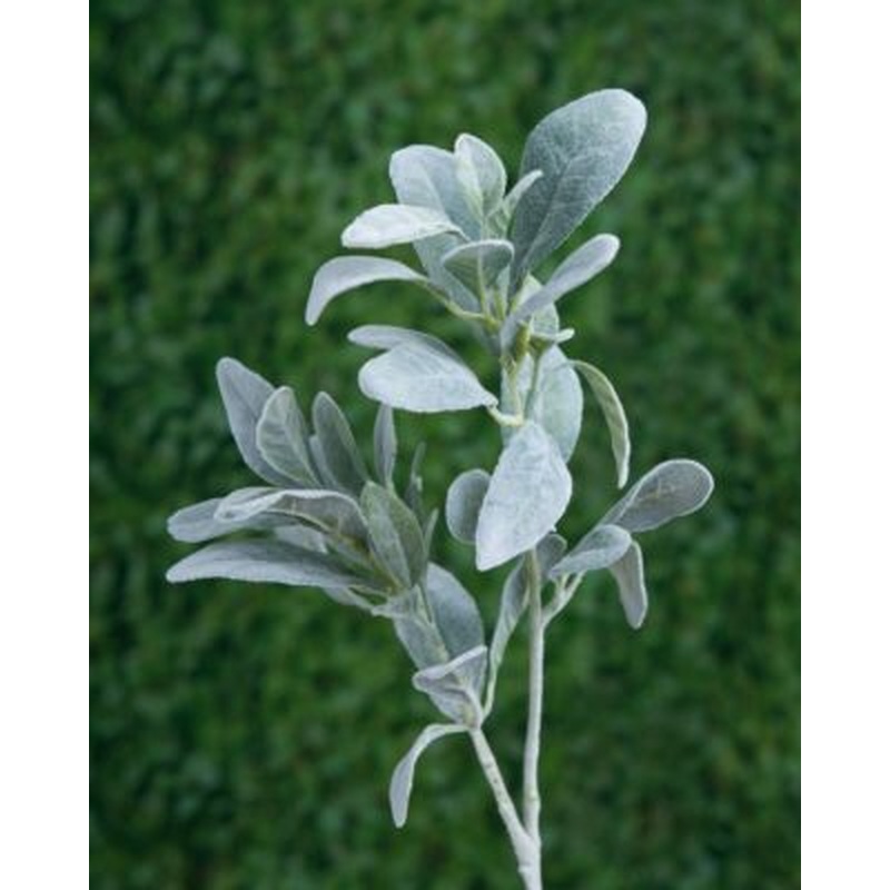 Lambs Ears-Grey Green