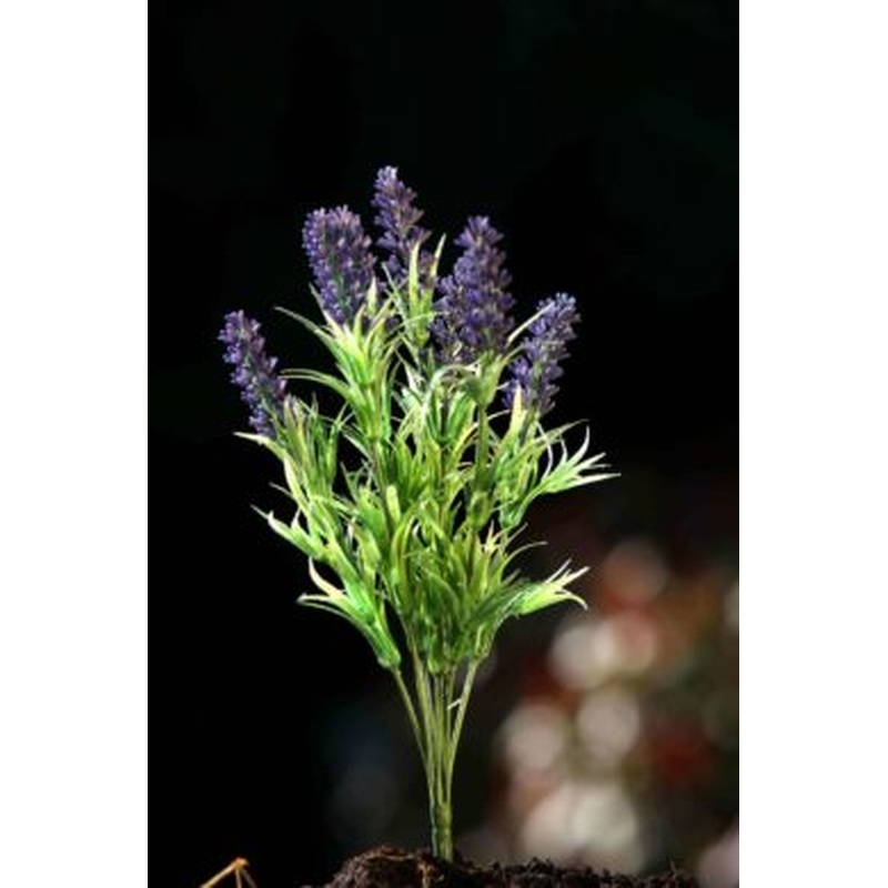 Lavender Purple Bunch