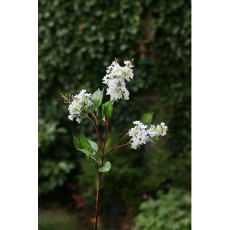 Lilac-Long Stem-White 2 heads