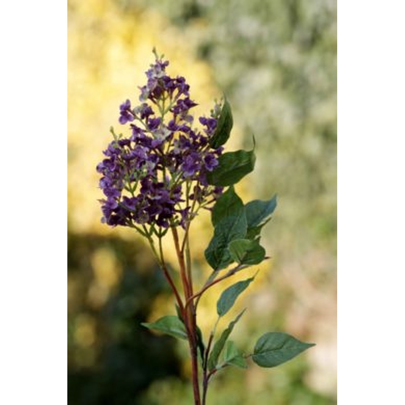 Lilac-Short Stem-Mauve