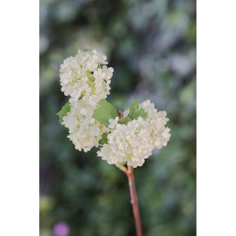 Viburnum Greenish White