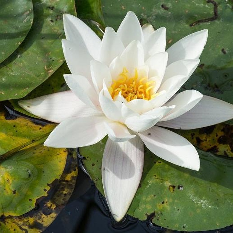 Water Lily Nymphaea mix (11cm Pot)