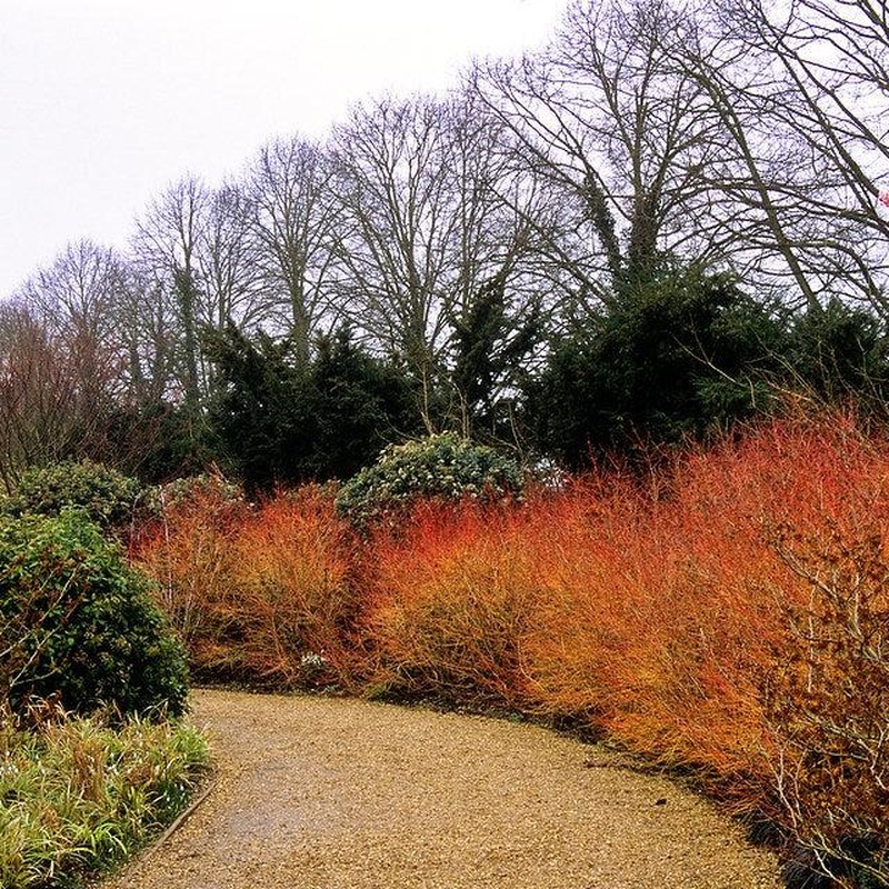 Cornus Midwinter Fire