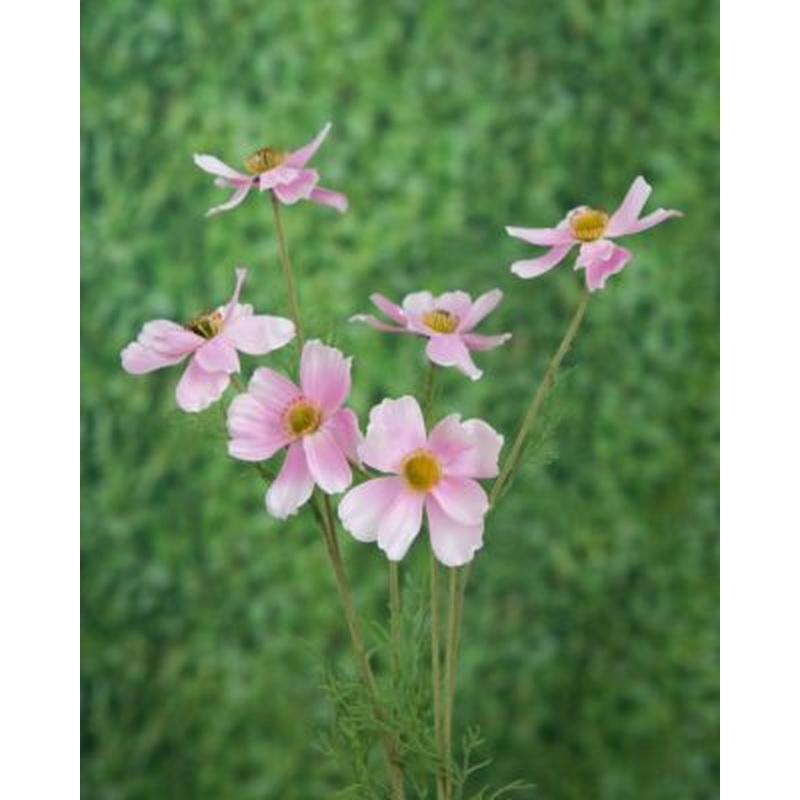 Cosmos-Pale Pink