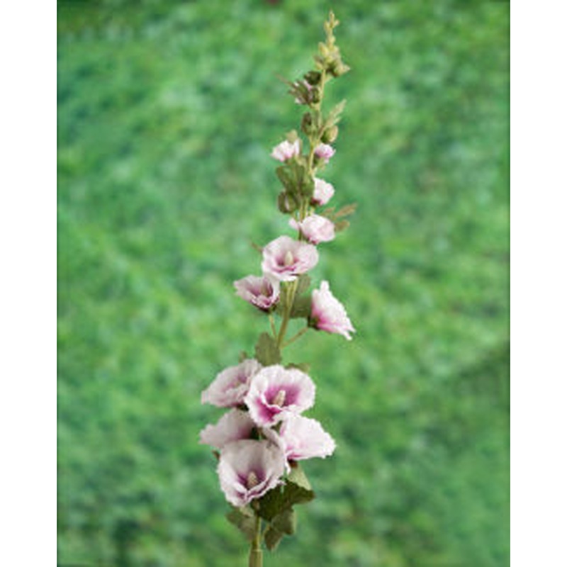 Hollyhock-Lilac/Cream