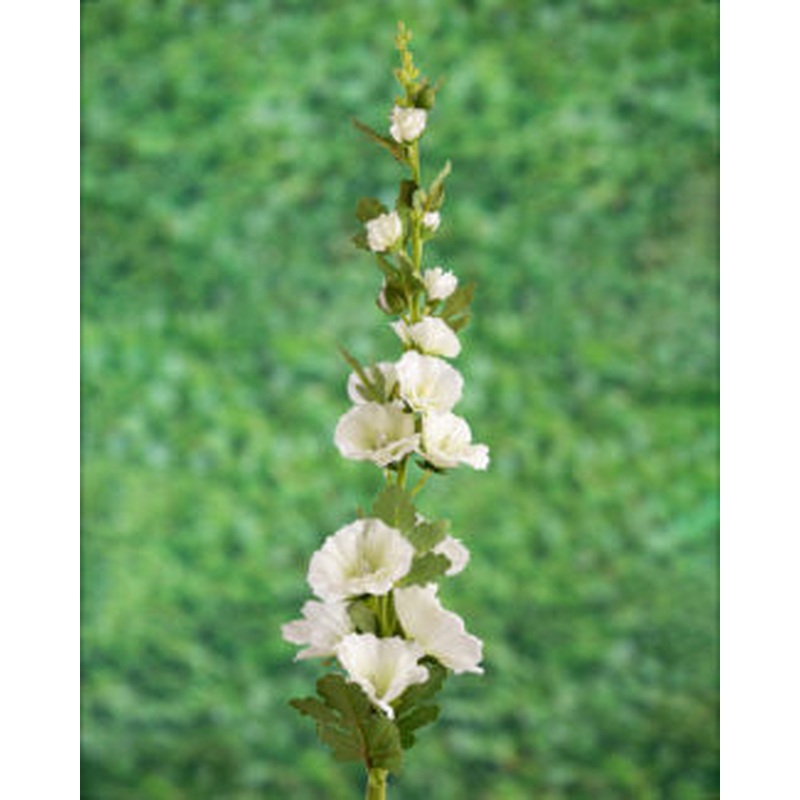 Hollyhock-White