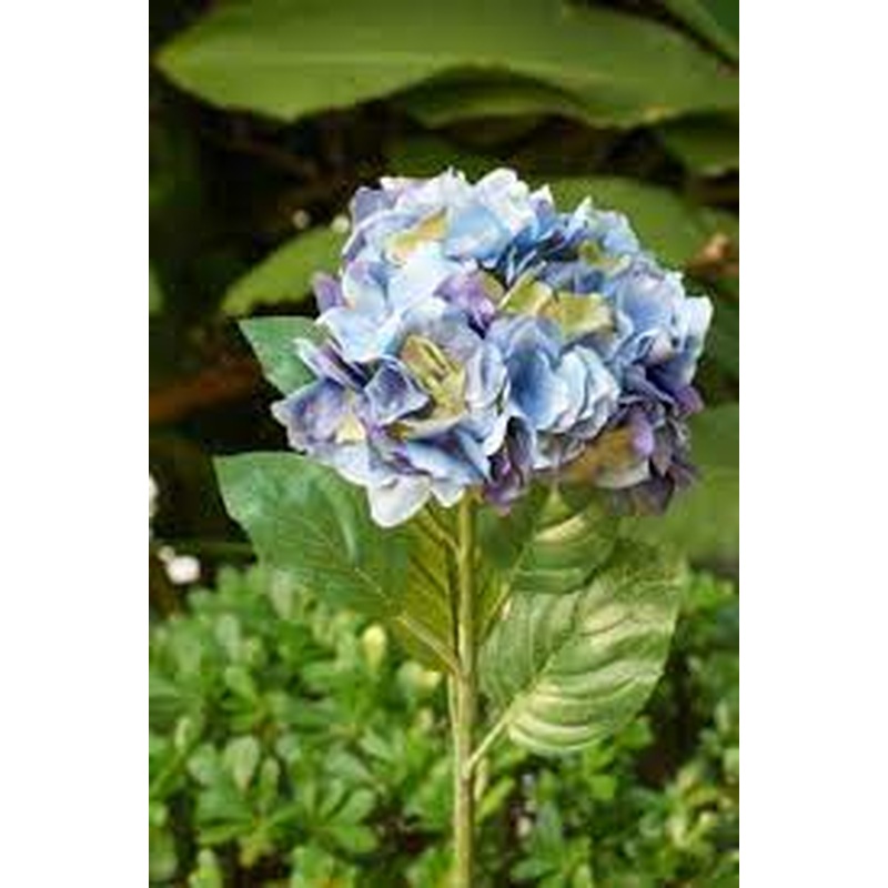 Hydrangea-Blue/Mauve