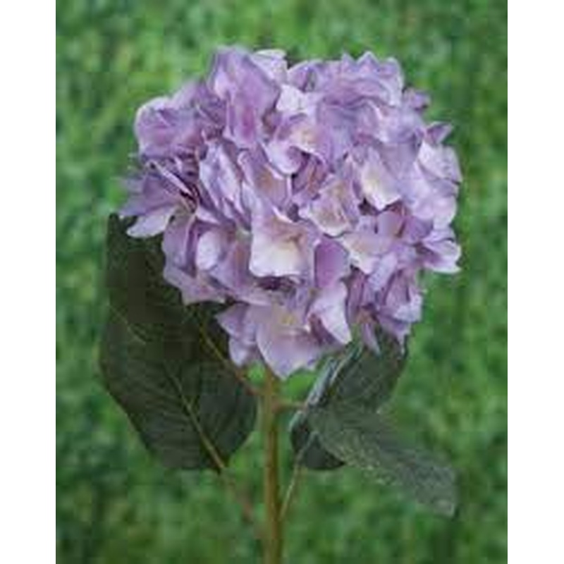 Hydrangea-Pale Lilac