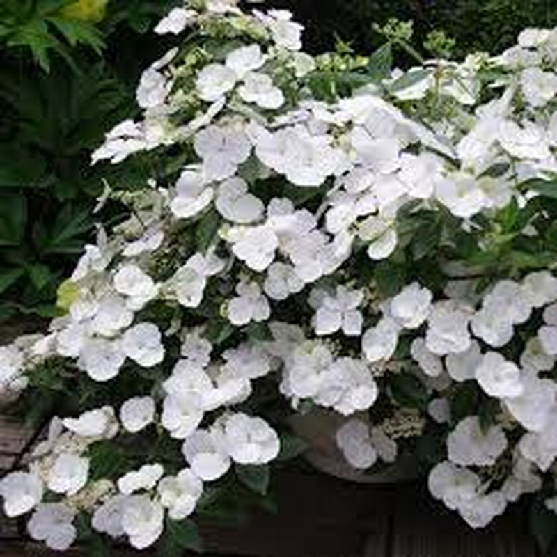 HYDRANGEA RUNAWAY BRIDE 7.5Ltr Pot