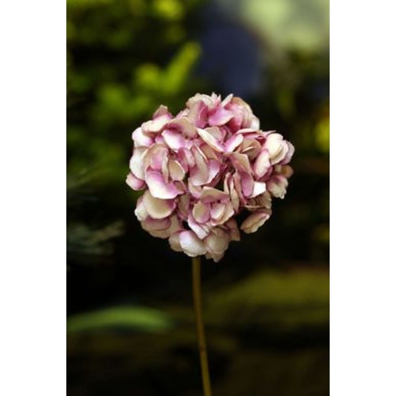 Hydrangea Shaded Pinks Short stem