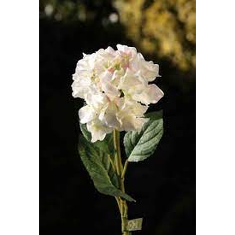 Hydrangea-White/Pink/Green