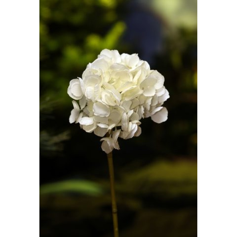 Hydrangea White Short stem