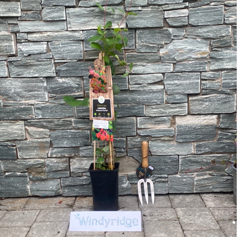 Lonicera brownii Dropmore Scarlet