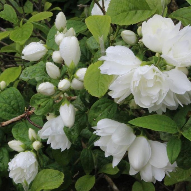 Philadelphus Snowbelle  3 Ltr pot