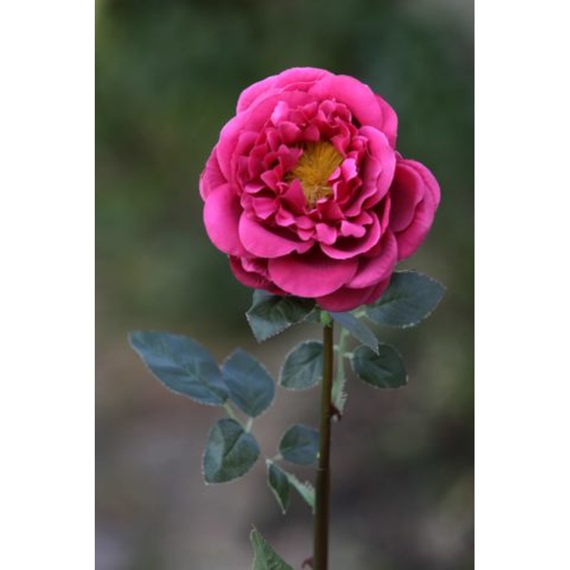 Roses Large Single Old English Dark Pink