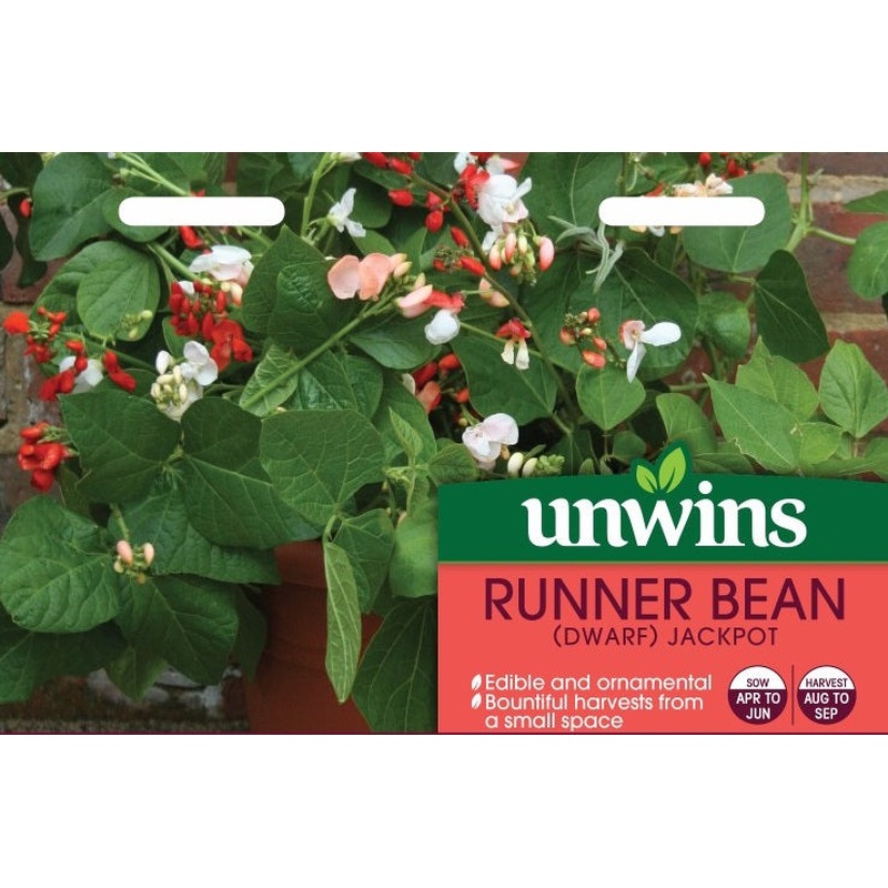 Runner Bean (Dwarf) Jackpot