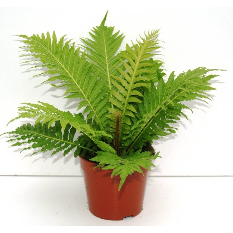 Silver Lady (Blechnum Gibbum)