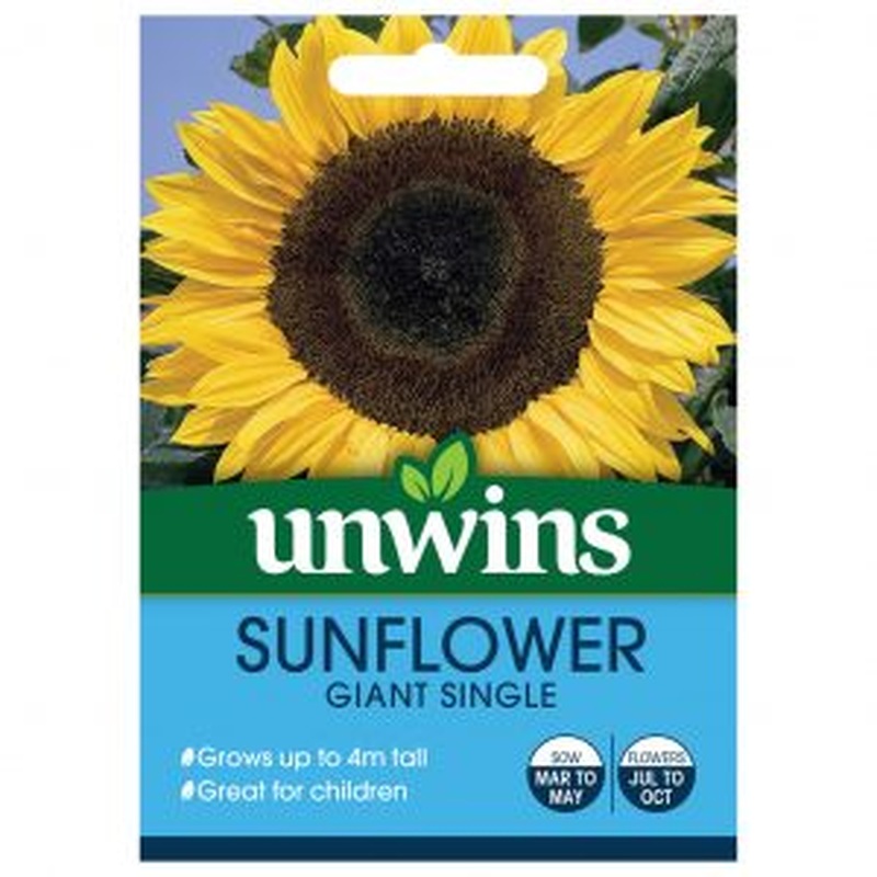 Sunflower Giant Single
