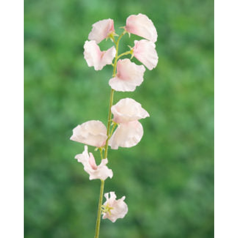 Sweet Peas-Light Pink