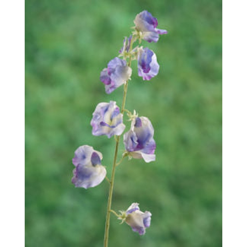 Sweet Peas-Lilac