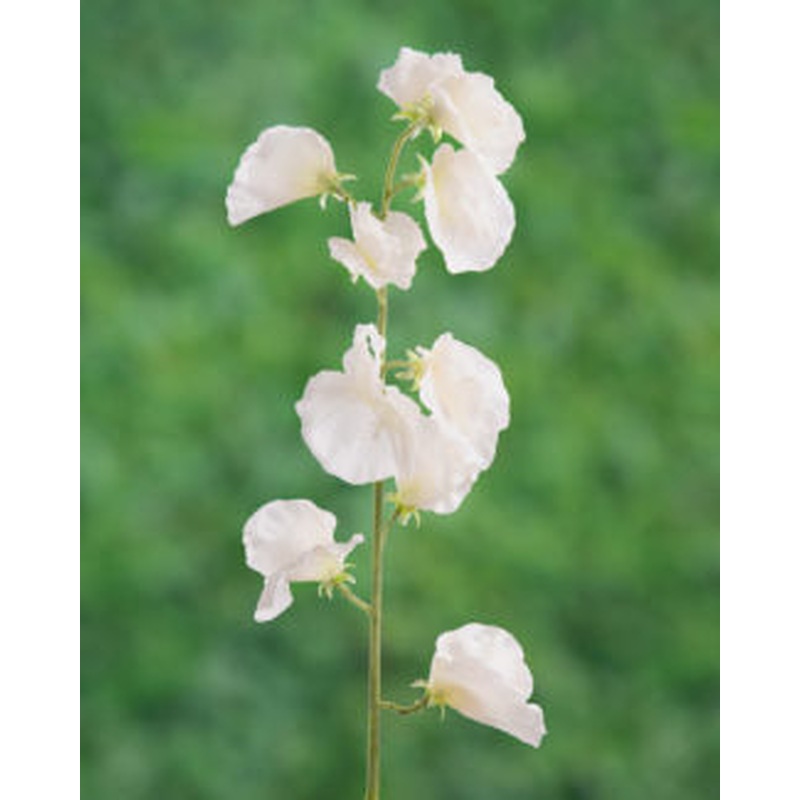 Sweet Peas-White