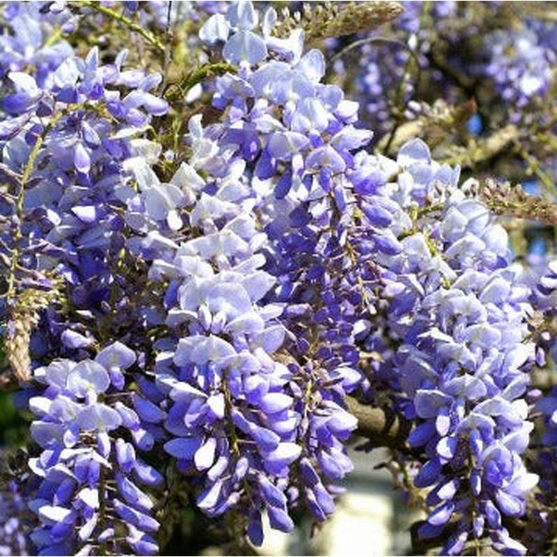 Wisteria sinensis Prolific  S-pot(2,25 L)
