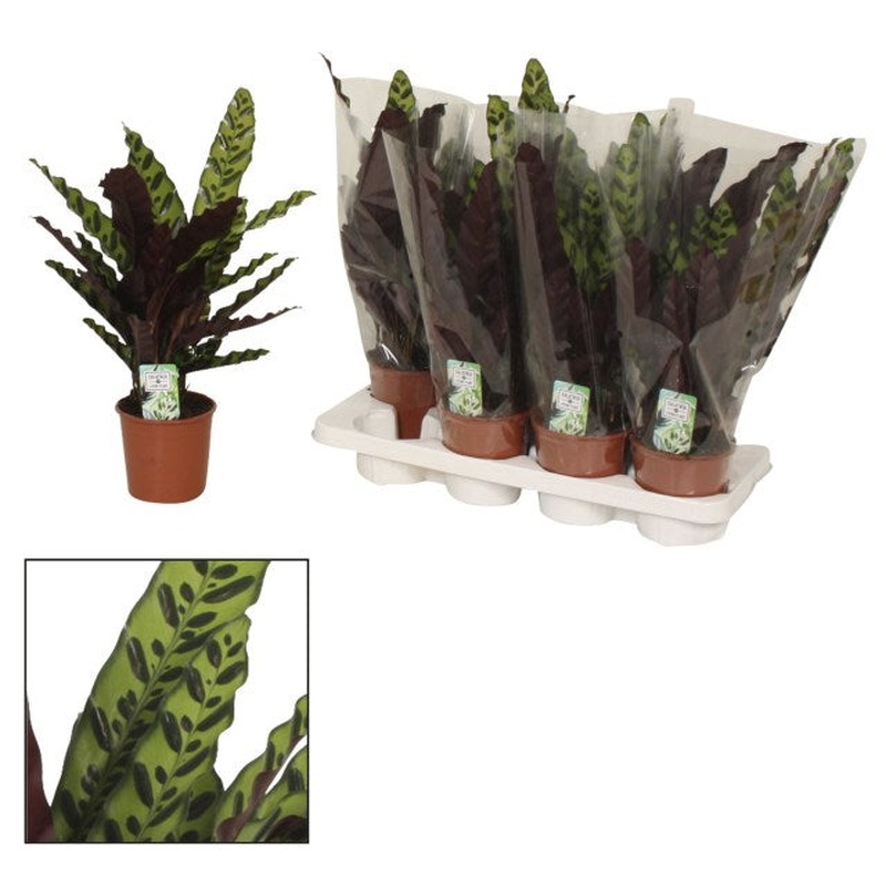 Calathea insignis  P14