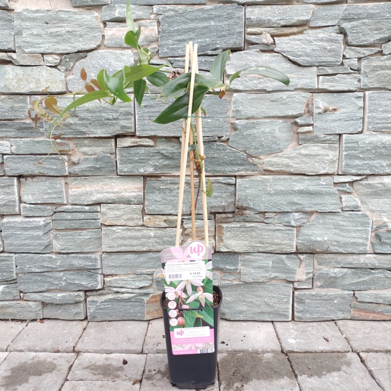 Clematis armandii Apple Blossom  2 Ltr, 4 canes