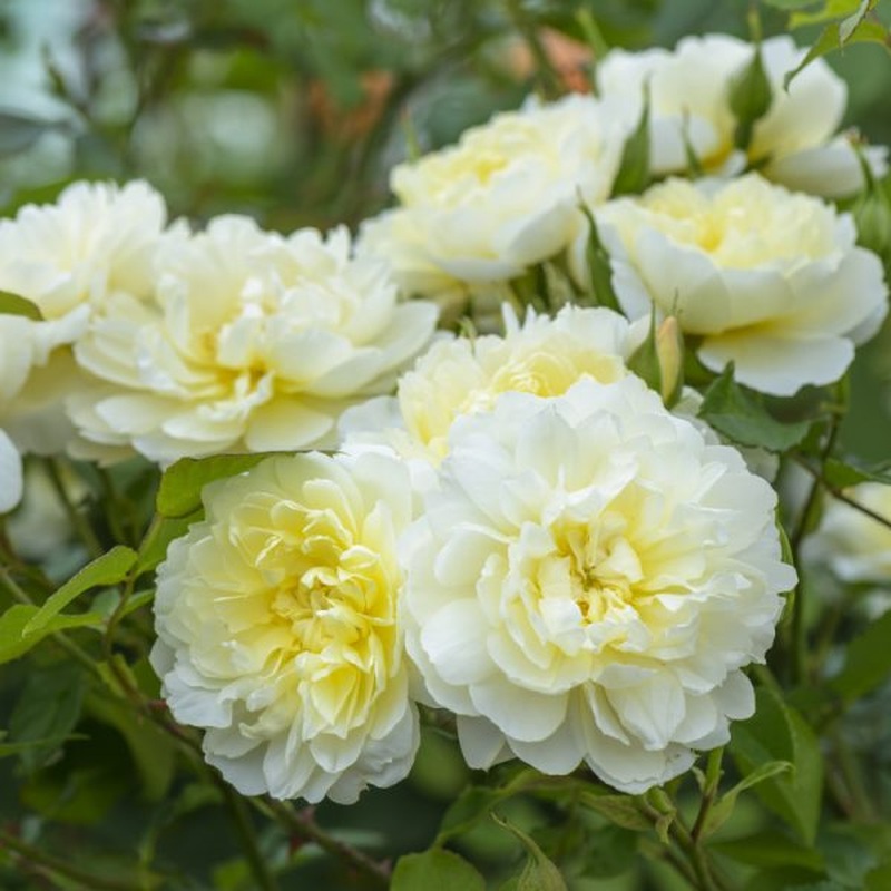 David Austin Rosa Imogen 6L Pot