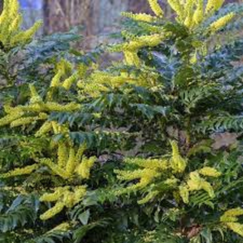 Mahonia media Winter Sun  3 Ltr pot