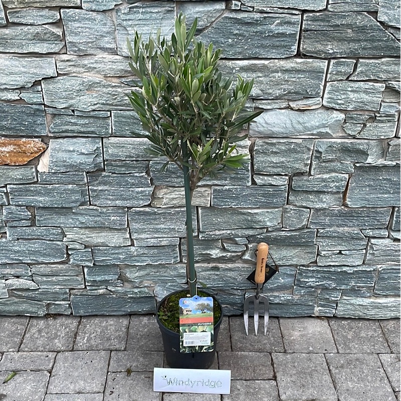 Olive Tree Olea europaea  (19cm Pot on Stem)
