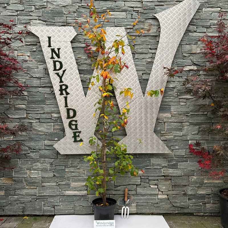 Parrotia persica  Persian Spire 150-175 CM