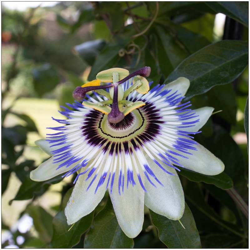Passiflora caerulea 2.25 Ltr Pot (Passionflower)