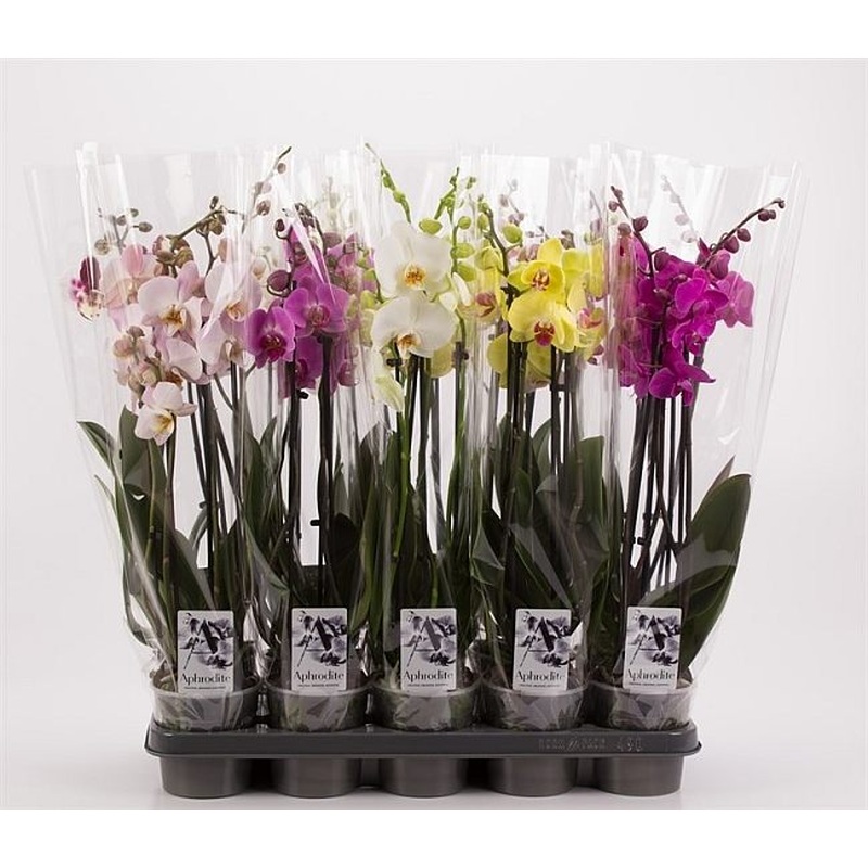 Phalaenopsis mix  P12 - 4 stem